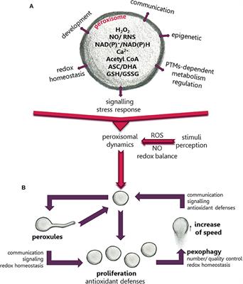 Peroxisomal Metabolism and Dynamics at the Crossroads Between Stimulus Perception and Fast Cell Responses to the Environment